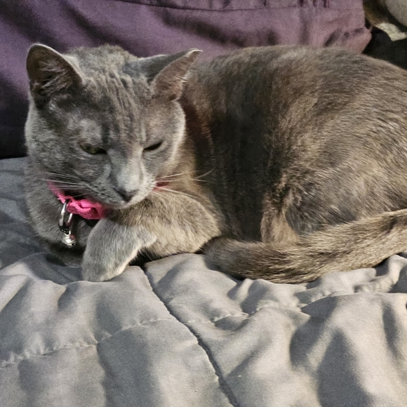 Meet your Posher, Shasta - Picture 2 of 4